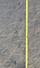 Charadrius vociferus