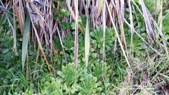 Aeonium × velutinum