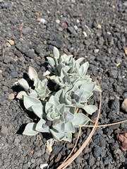 Physaria newberryi