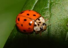 Harmonia axyridis