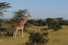 Giraffa camelopardalis reticulata