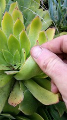 Aeonium × velutinum