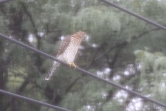Accipiter cooperii
