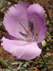 Calochortus splendens