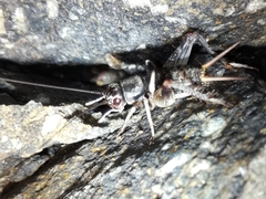 Teleogryllus mitratus