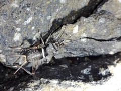 Teleogryllus mitratus