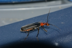 Podabrus conspiratus