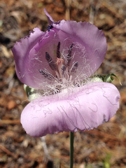 Calochortus splendens