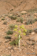 Ferula