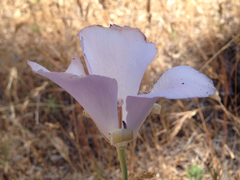 Calochortus splendens