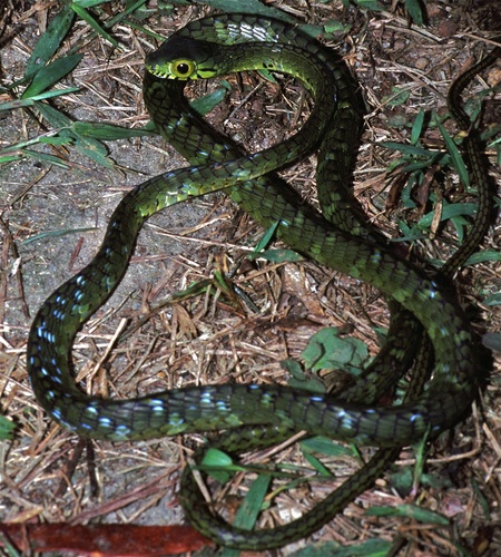 Spotted Dagger-tooth Tree Snake, Rhamnophis batesii