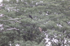 Corvus brachyrhynchos