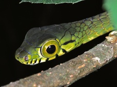 Rhamnophis batesii