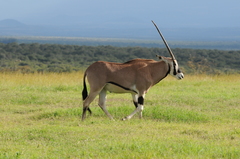 Oryx beisa