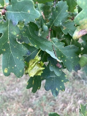 Andricus quercuscalicis