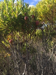 Alatosperma