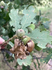 Andricus quercuscalicis