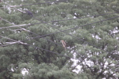 Corvus brachyrhynchos