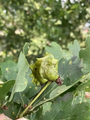 Andricus quercuscalicis