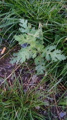 Tracheophyta