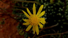 Senecio bulbinifolius