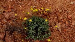 Senecio bulbinifolius