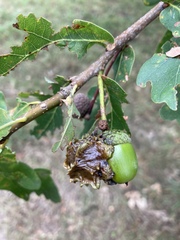 Andricus quercuscalicis