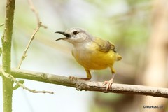 Eremomela pusilla