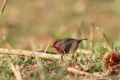 Lagonosticta rufopicta