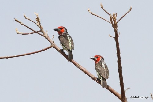 Vieillot's Barbet