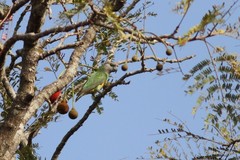 Poicephalus senegalus