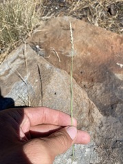 Muhlenbergia wrightii