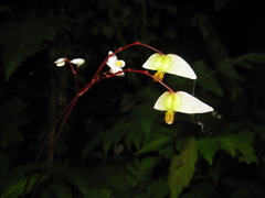 Begonia decandra