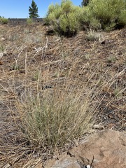 Muhlenbergia wrightii