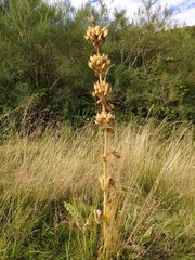Gentiana lutea aurantiaca
