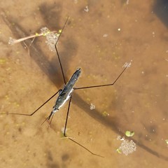 Limnoporus rufoscutellatus