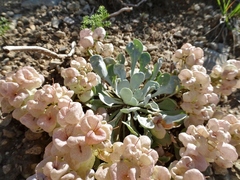 Physaria didymocarpa