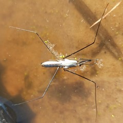 Limnoporus rufoscutellatus