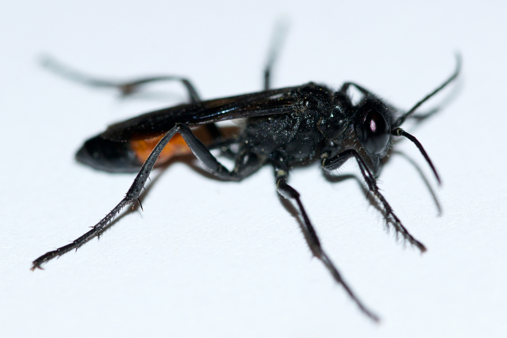 Podalonia robusta