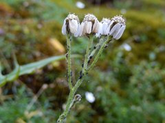 Achillea atrata