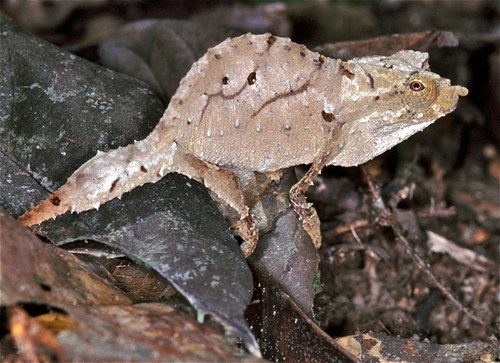 Western Pygmy Chameleon