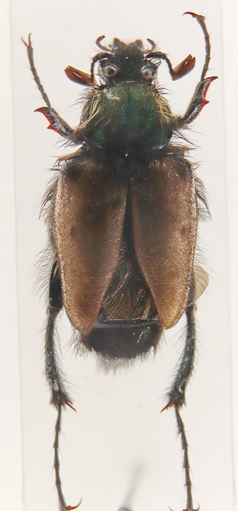 Bumblebee scarab