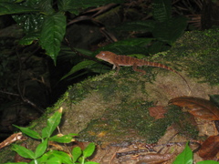 Anolis gundlachi