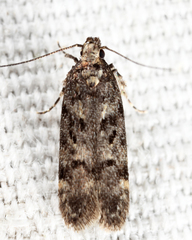 Chionodes pereyra