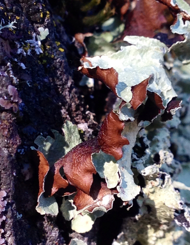 iNaturalist observation photo of shield lichens