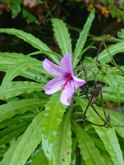 Anemonifolia