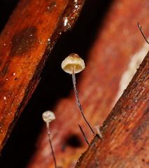Marasmius alveolaris