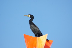 Phalacrocorax carbo