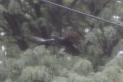 Corvus brachyrhynchos