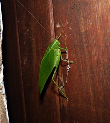 Microcentrum marginatum